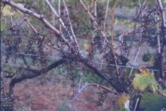 Grapes after Starlings1999